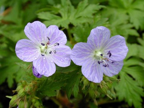 geranium_mrskendallclark1-thumb.jpg