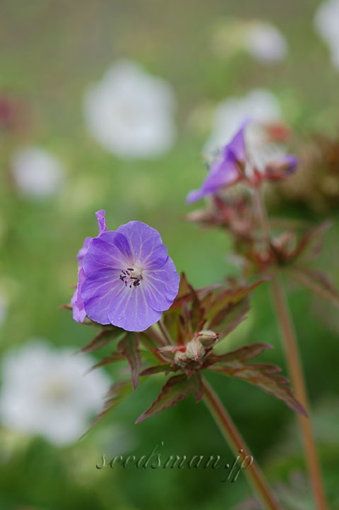 geranium_pratensePurpleHaze060517.jpg