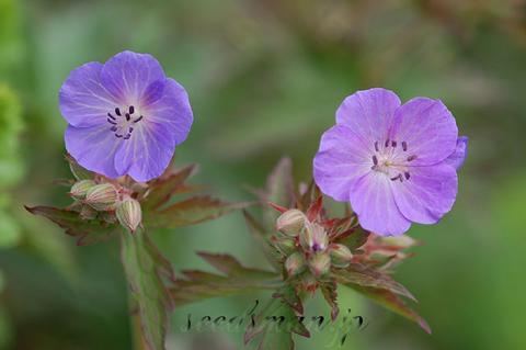 geranium_pratensePurpleHaze0605172-thumb.jpg