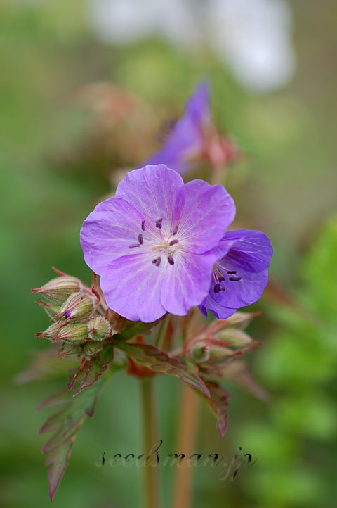 geranium_pratensePurpleHaze0605173.jpg