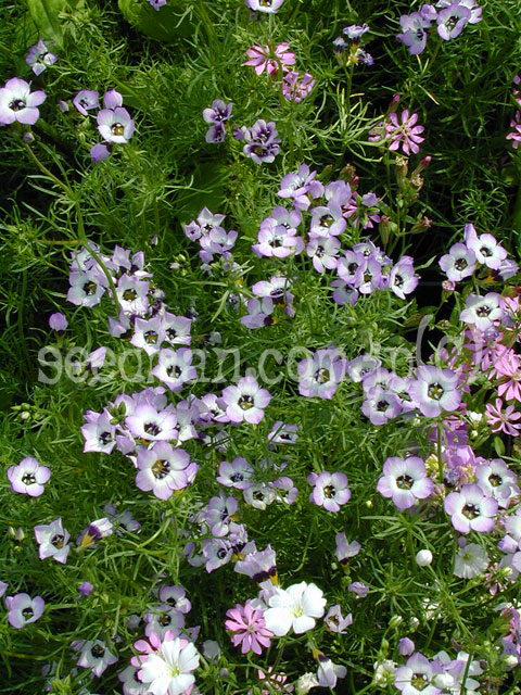 gilia_tricolor_Birdseyes040501.jpg