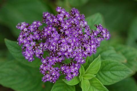 heliotrope_DwarfMarine060812.jpg
