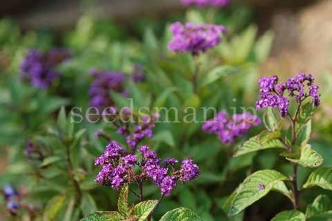 heliotrope_DwarfMarine061019.jpg