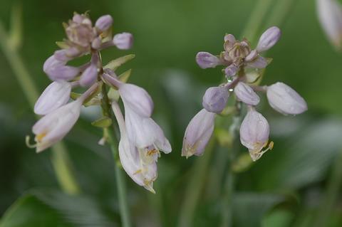 hosta_HadspenBlue0607212-thumb.jpg