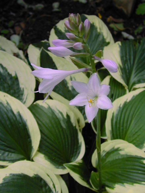 hosta_Patriot050712.jpg