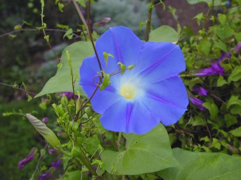 ipomoea_tr_EarlyHB1-thumb.jpg