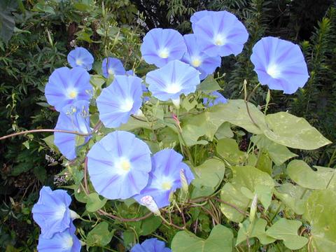 ipomoea_tr_EarlyHB2-thumb.jpg