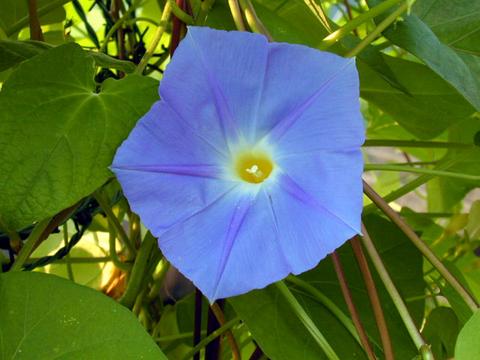 ipomoea_tr_HeavenlyBlue1-thumb.jpg