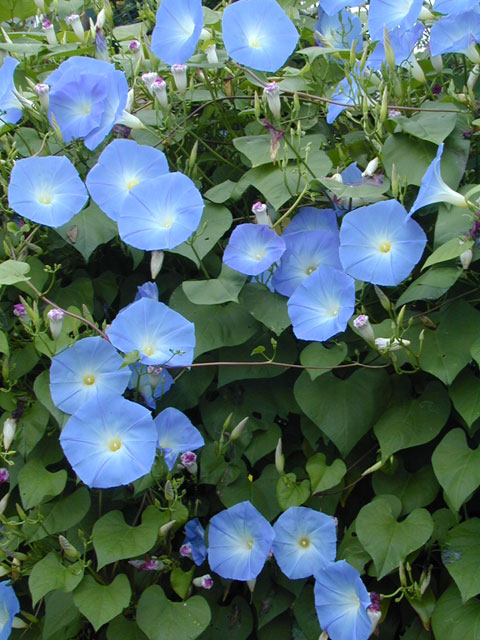 ipomoea_tr_HeavenlyBlue2.jpg