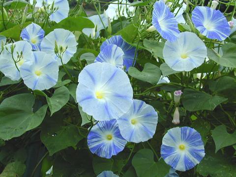 ipomoea_tricolor3-thumb.jpg