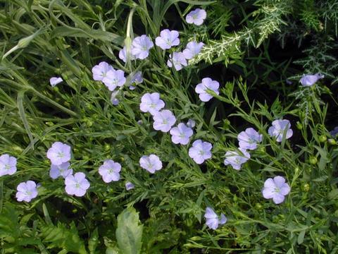 linum_blue2-thumb.jpg