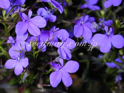 lobelia_Crystalpalace020622-thumb.jpg
