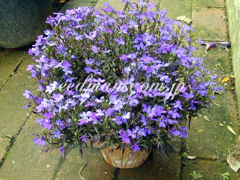 lobelia_Crystalpalace020629-thumb.jpg