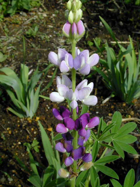 lupinus_aridus_SummeSpires2.jpg