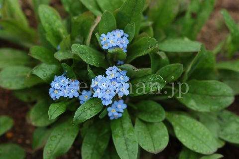 myosotis_sylvatica_RoyalBlueImp060420.jpg