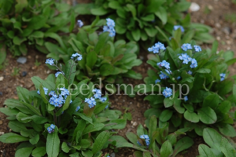 myosotis_sylvatica_RoyalBlueImp060423.jpg