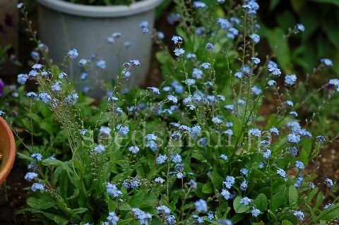 myosotis_sylvatica_RoyalBlueImp060507.jpg