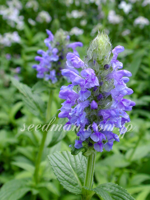 nepeta_nervosaBlueM040521.jpg