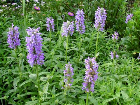 nepeta_nervosaBlueMoon040603-thumb.jpg