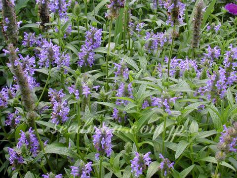 nepeta_nervosaBlueMoon040616-thumb.jpg