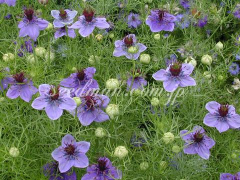 nigella_papilosa_Curiosity050607-thumb.jpg