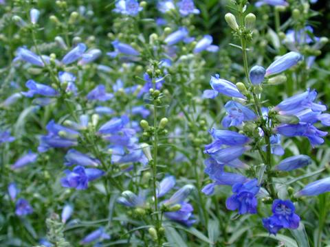 penstemon_ElectricBlue4-thumb.jpg