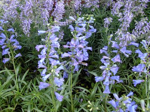 /penstemon_ElectricBlue5-thumb.jpg