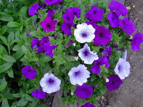 petunias1-thumb.jpg