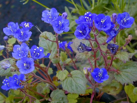 phacelia1-thumb.jpg