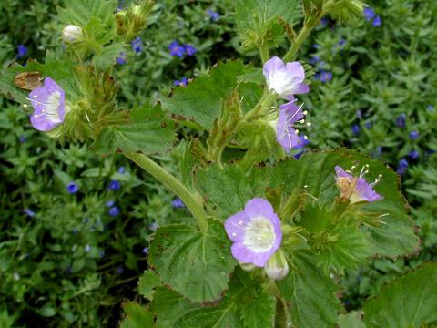 phacelia_lavenderlass1-thumb.jpg