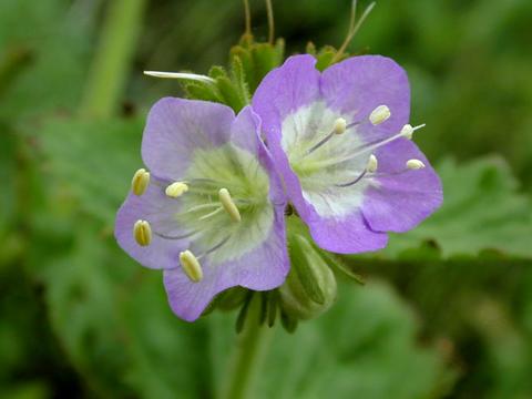 phacelia_lavenderlass2-thumb.jpg