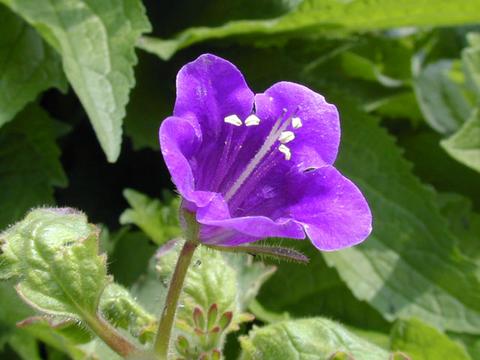 phacelia_parryii_RoyalAdmiral050512-thumb.jpg
