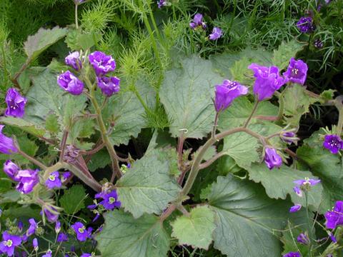phacelia_parryii_RoyalAdmiral050518-thumb.jpg