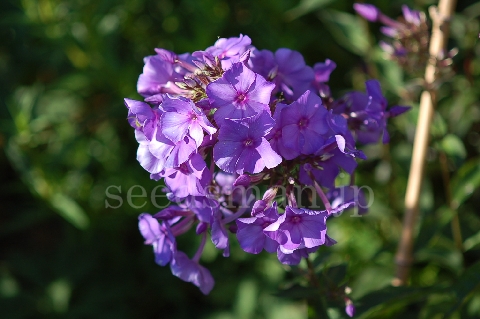 phlox_BlueParadise070616.jpg