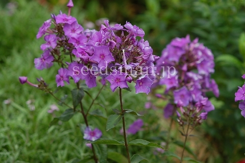 phlox_BlueParadise070618.jpg