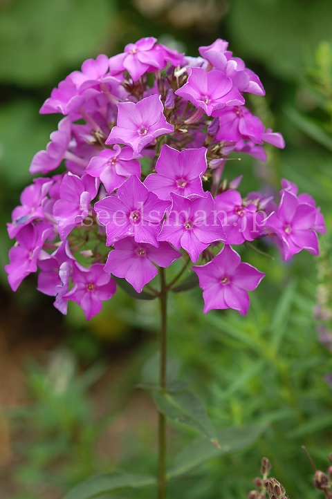 phlox_BlueParadise070622.jpg
