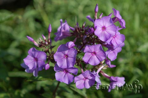 phlox_Blueparadise070612.jpg