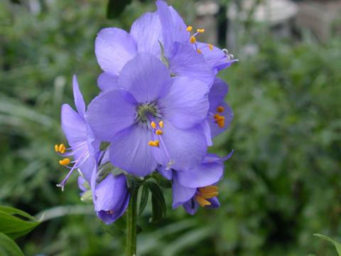 polemonium_caeruleum_bluepearl1-thumb.jpg