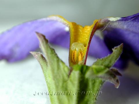 primula_BlueJeans050312-thumb.jpg
