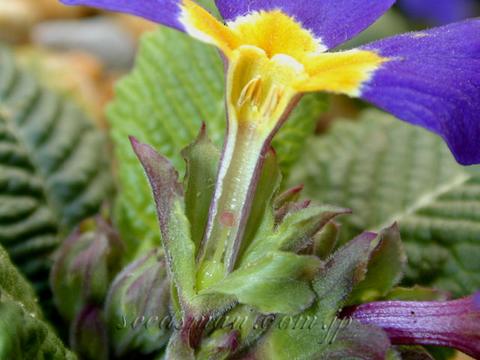 primula_BlueJeans050318-thumb.jpg