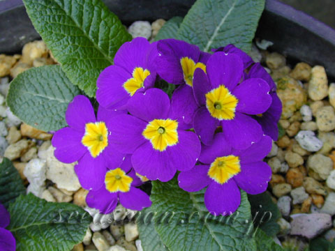primula_BlueJeans050410.jpg