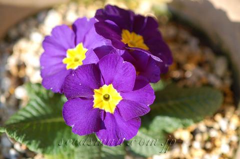 primula_BlueJeans060325-thumb.jpg