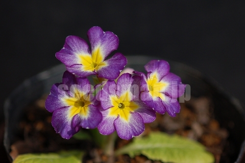 primula_Paris90_080325.jpg