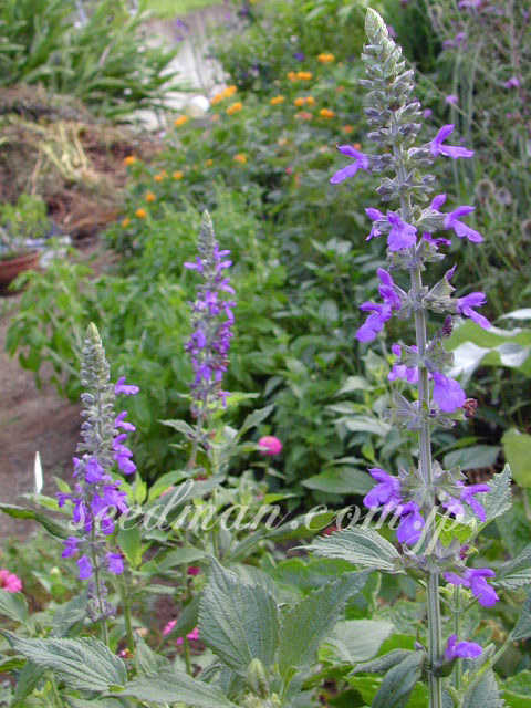 salvia_indigospires020816.jpg