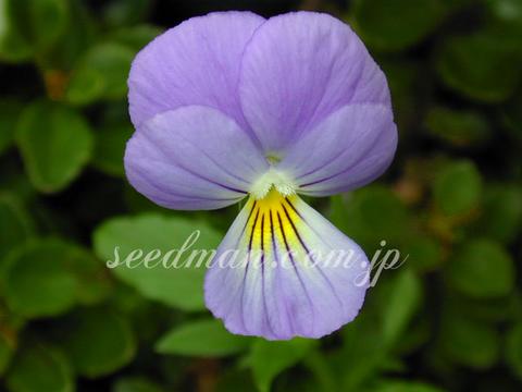 viola_cornuta_Admiration050722-thumb.jpg