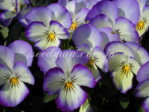 https://www.seedsman.jp/gardenblog/jpg-blue/viola_hyb_Magnifico050429-thumb.jpg