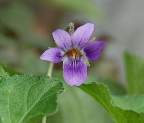viola_odorataQueen060623-thumb.jpg