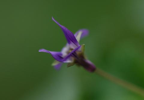 viola_odorataQueen0606232-thumb.jpg