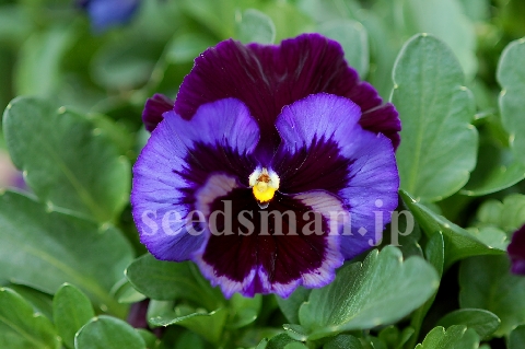 viola_x_wittrockiana_BlueVelvet070412.jpg