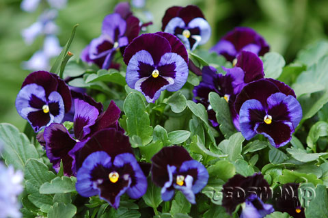 viola_x_wittrockiana_BlueVelvet070422.jpg